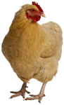 Chicken (little) image