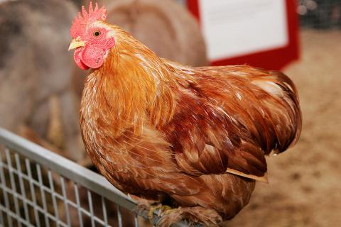Urban Hens Mayor Rob Green Cedar Falls Iowa