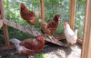 Four backyard hens